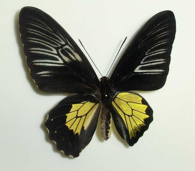 Troides rhadamantus Gynandromorph Philippines (2) (Internet Image property of respective owner, non-commercial use only)